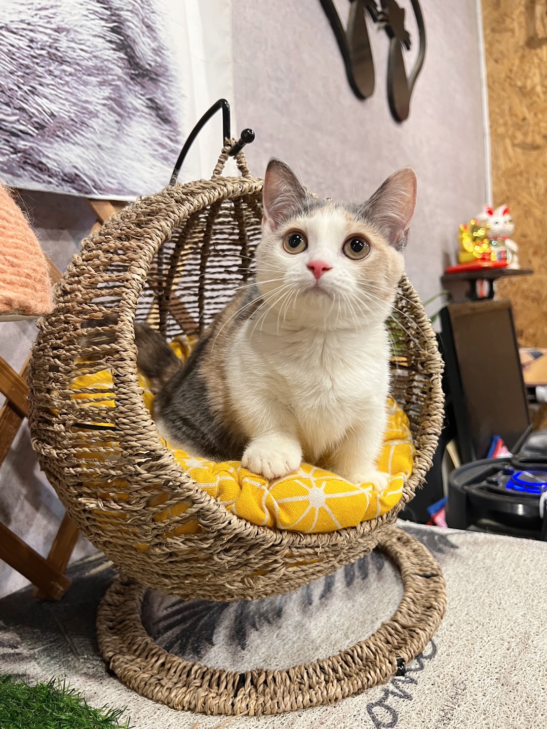 金瑟喵屋／藍三花曼赤肯