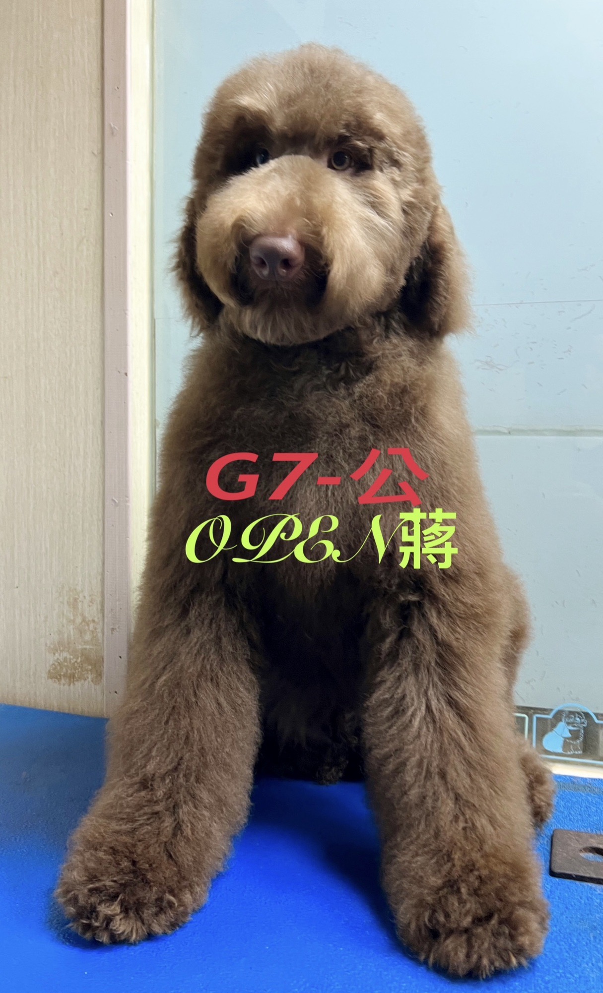 OPEN蔣犬舍／巨型貴賓