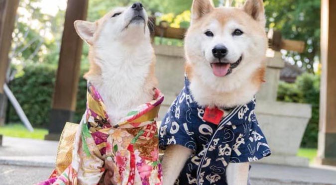 『汪喵揪了走』桃園微旅行一日遊