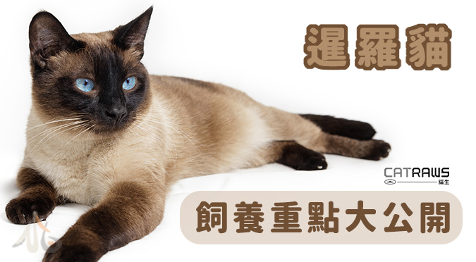 貓生CATRAWS／關於暹羅貓