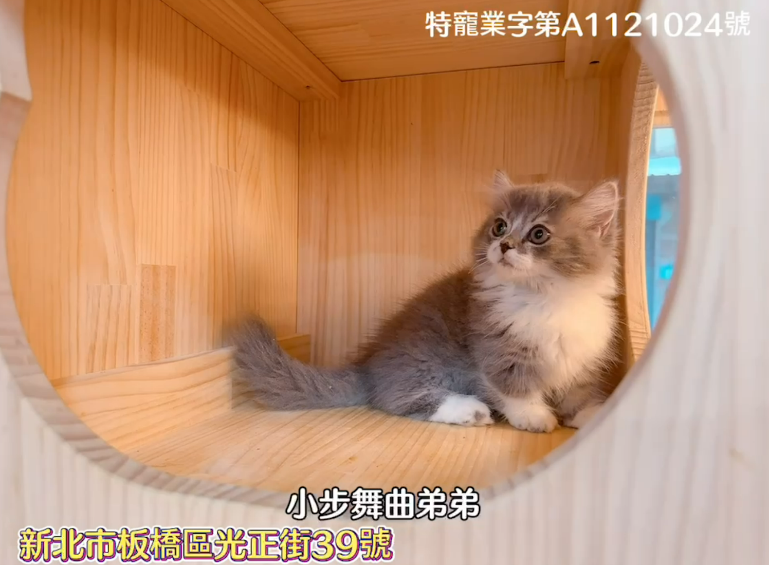 樂寵貓狗屋／小步舞曲