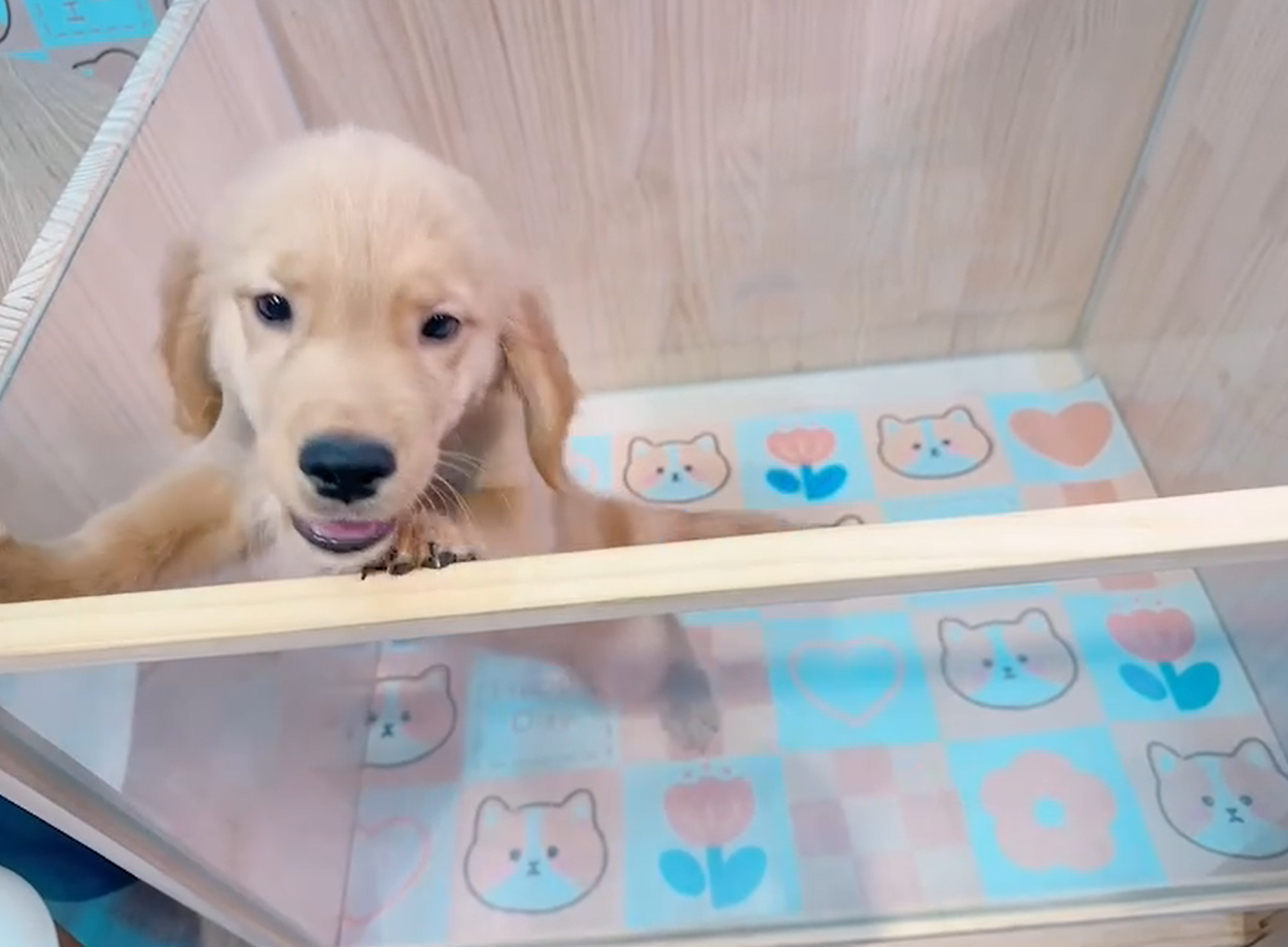 樂寵貓狗屋／黃金獵犬