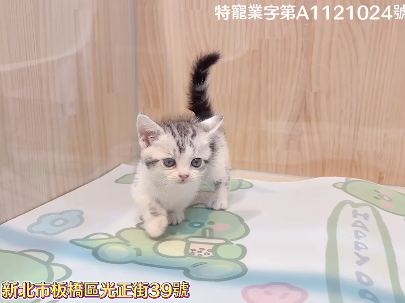 樂寵貓狗屋／美短紋曼赤肯