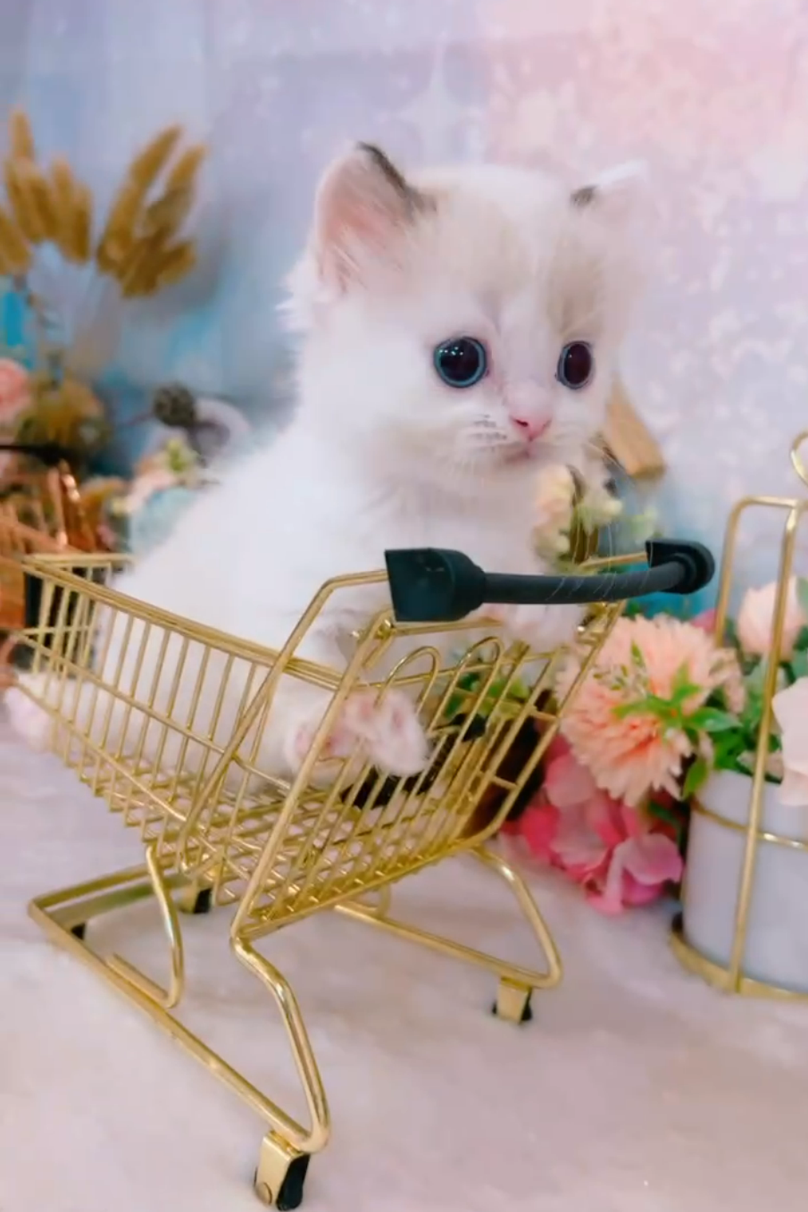 星光貓舍／藍雙色小步舞曲