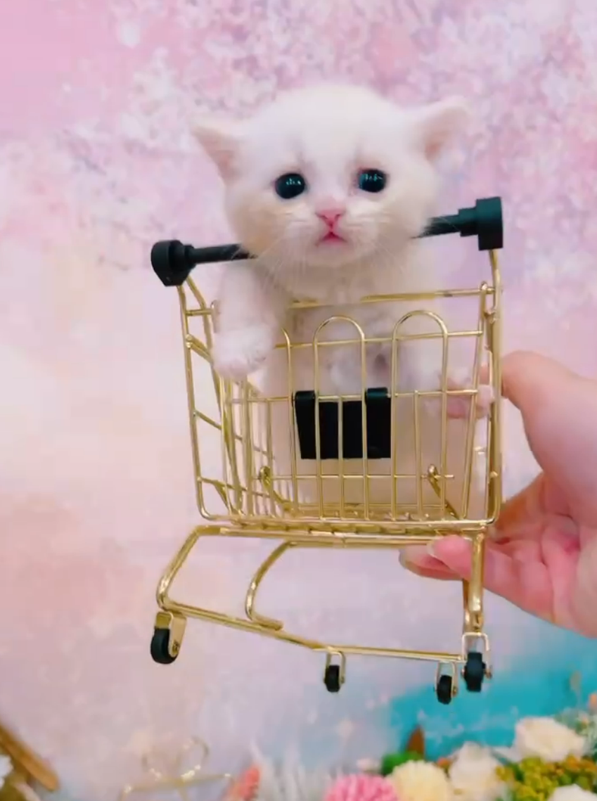 星光貓舍／凱米爾漸層小步舞曲