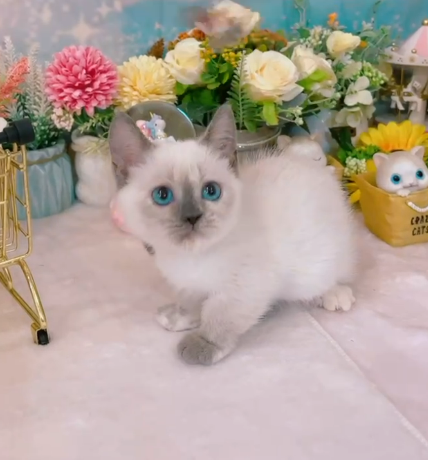 星光貓舍／重點色曼赤肯