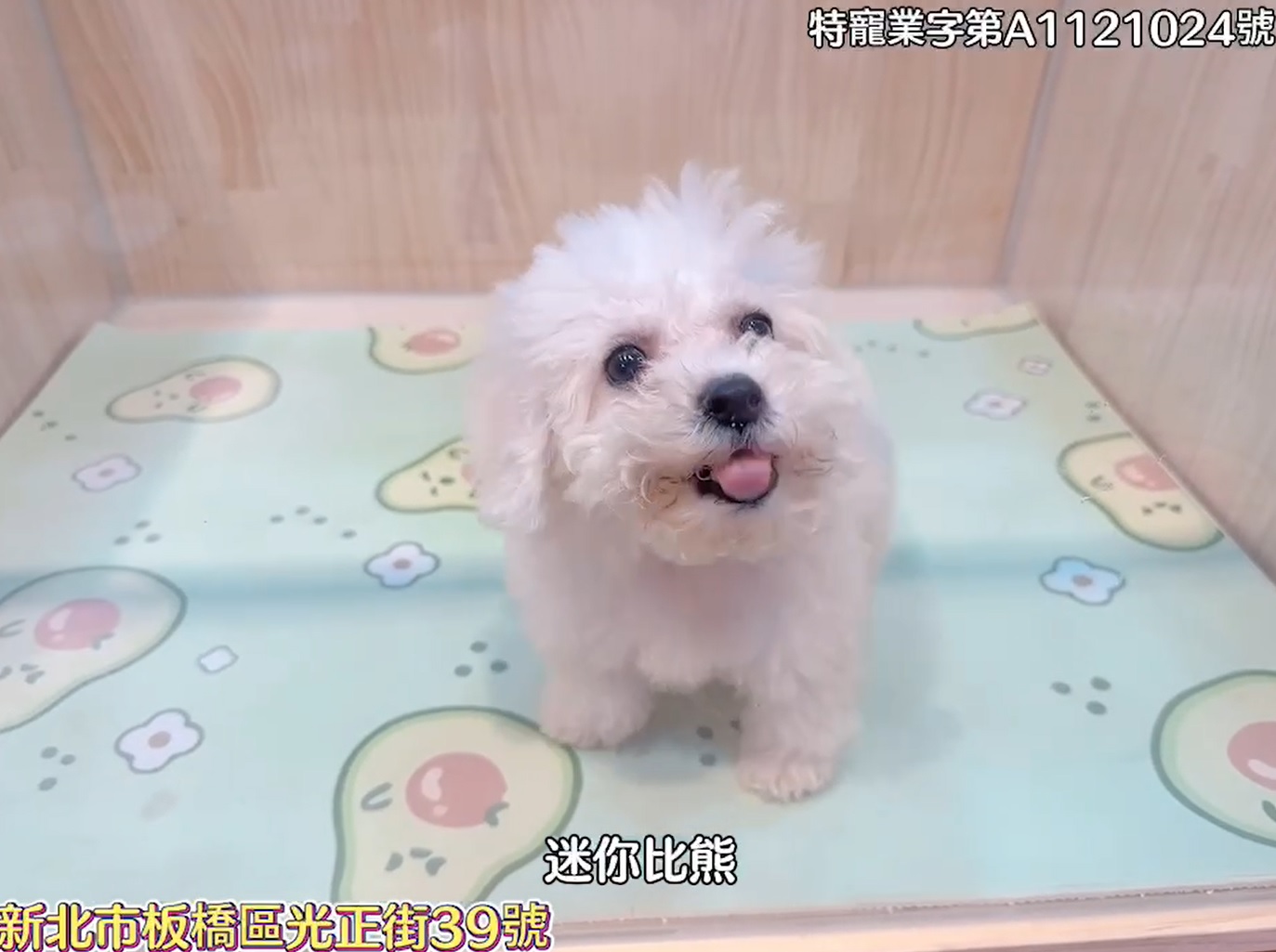 樂寵貓狗屋／迷你比熊