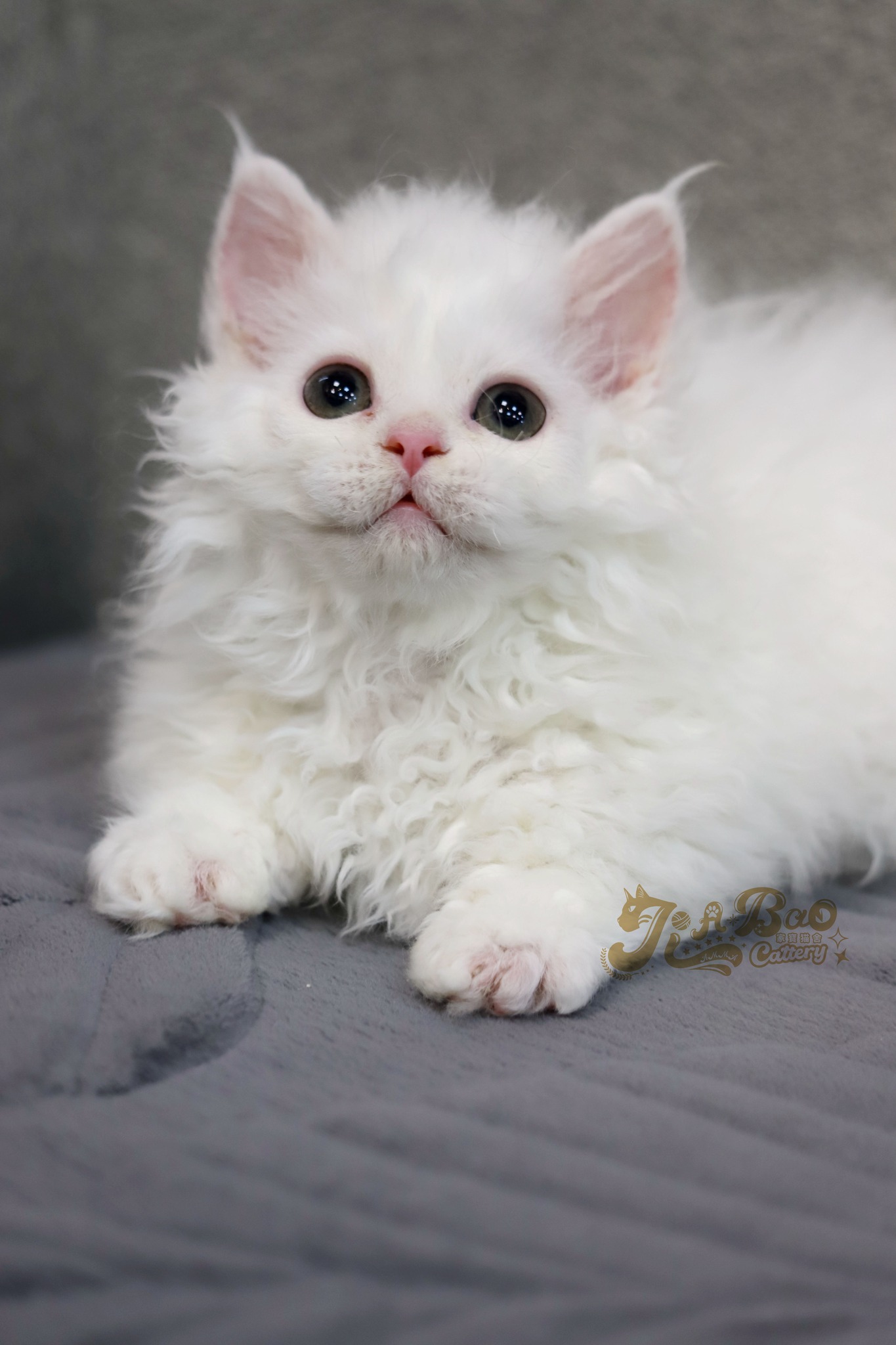 家寶寵物／白色捲毛小步舞曲