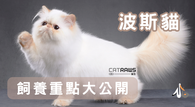 貓生CATRAWS／關於波斯貓