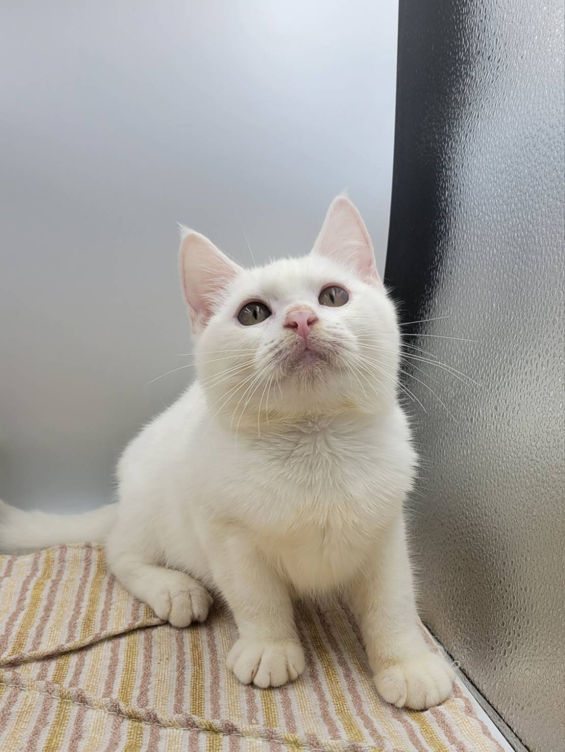 刻在你心底的貓／白色英國短毛貓