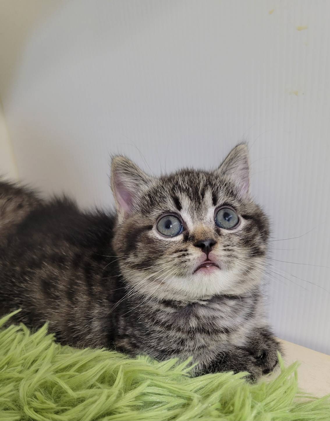 刻在你心底的貓／虎斑紋曼赤肯