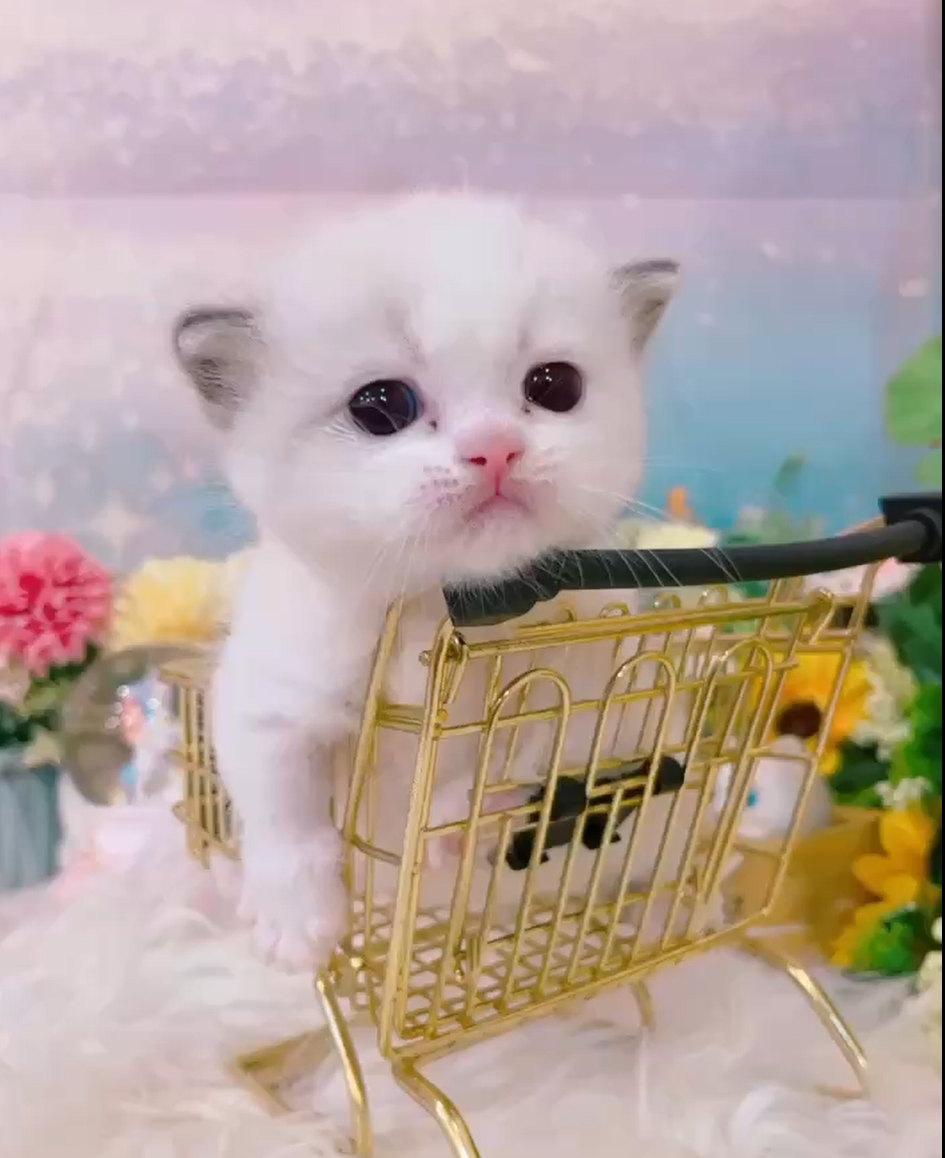 星光貓舍／布偶色小步舞曲