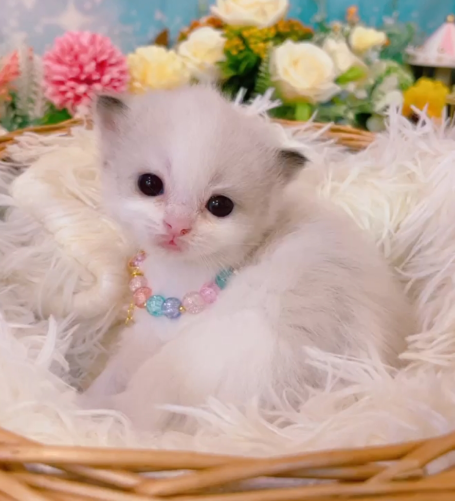 星光貓舍／藍雙色布偶貓