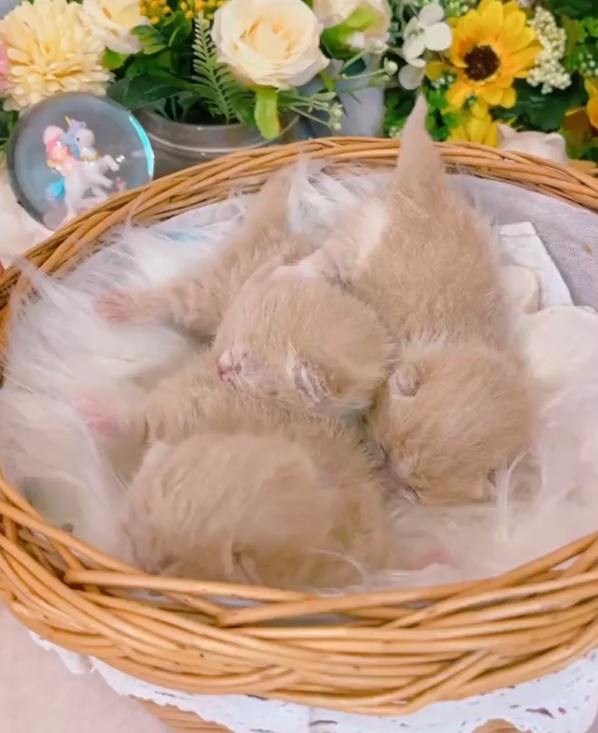 星光貓舍／奶白&奶油色曼赤肯