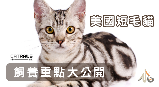 貓生CATRAWS／關於美國短毛貓