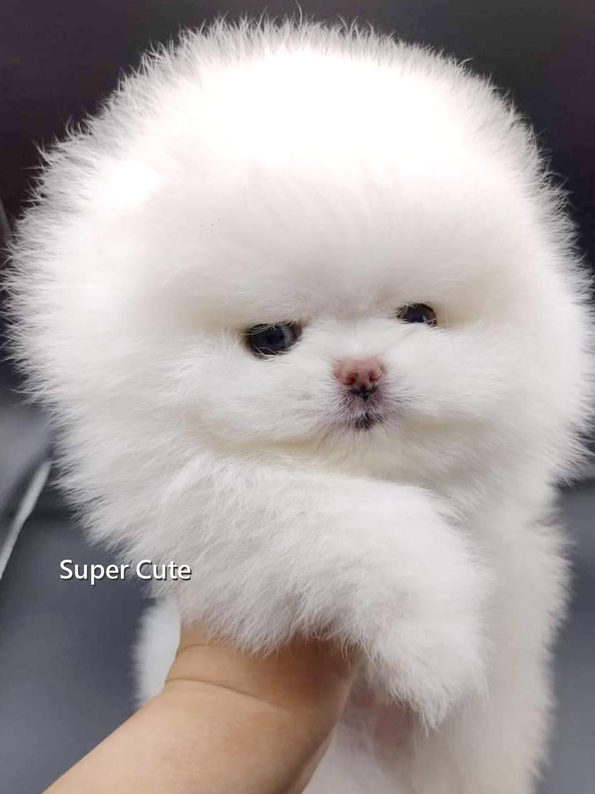 超可愛名犬社／博美犬