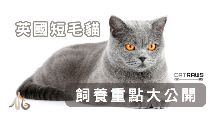 貓生CATRAWS／關於英國短毛貓
