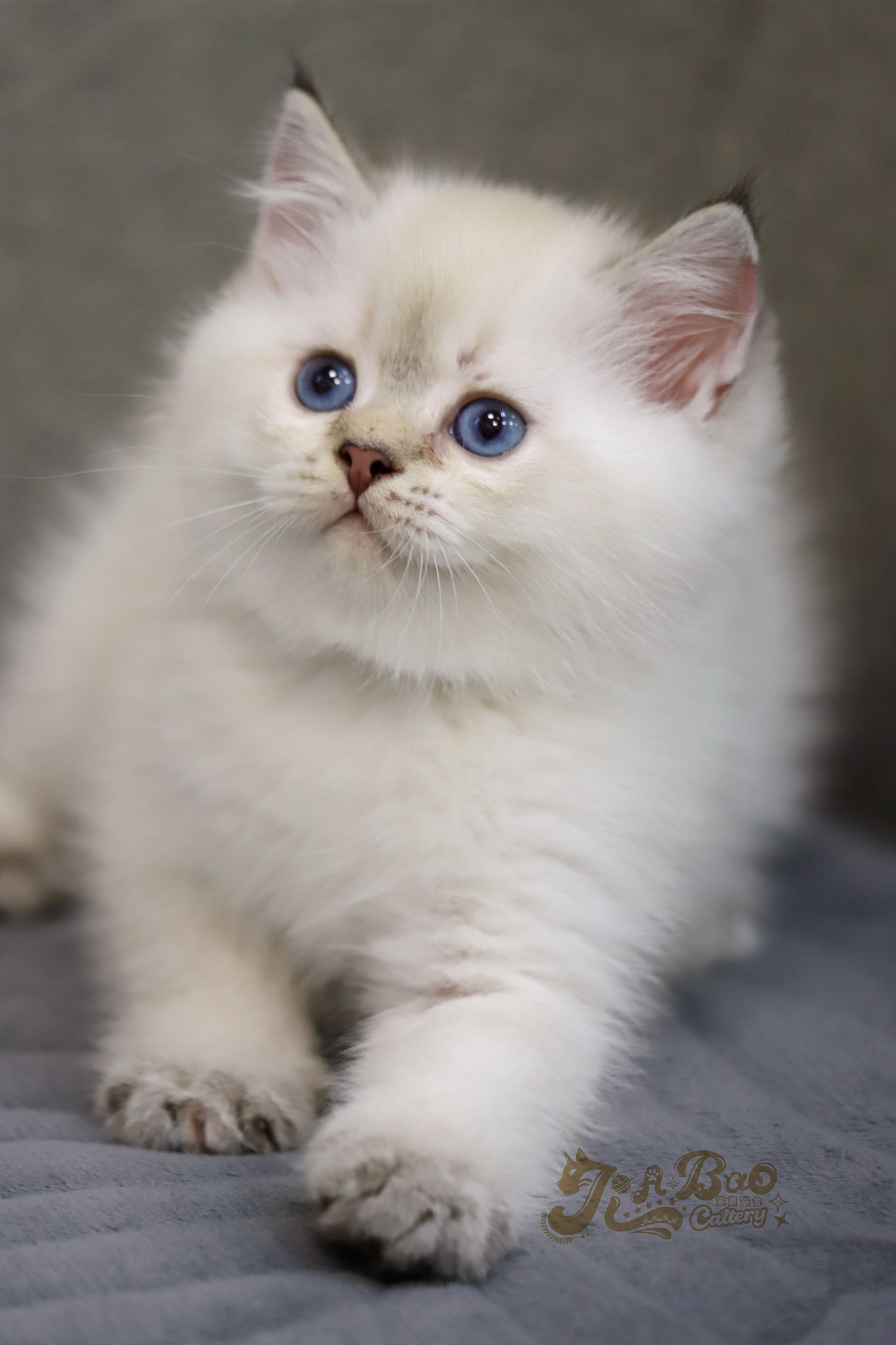 家寶寵物／山貓紋英國短毛貓