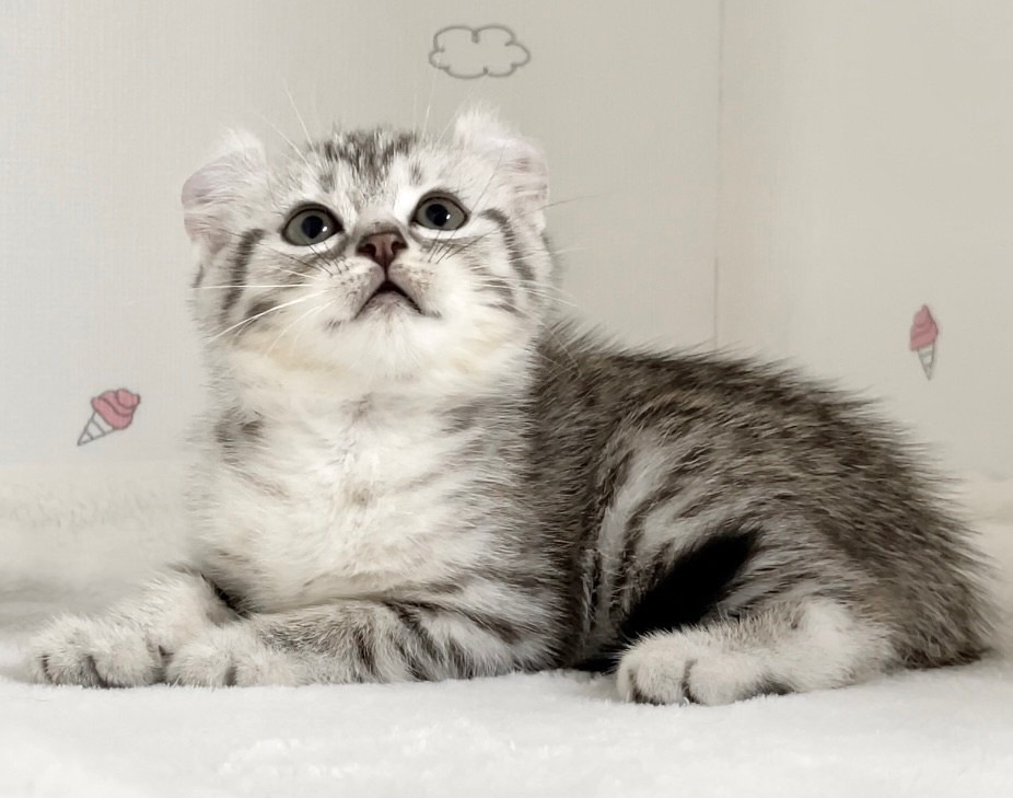 貓咪總動員館／捲耳美國短毛貓