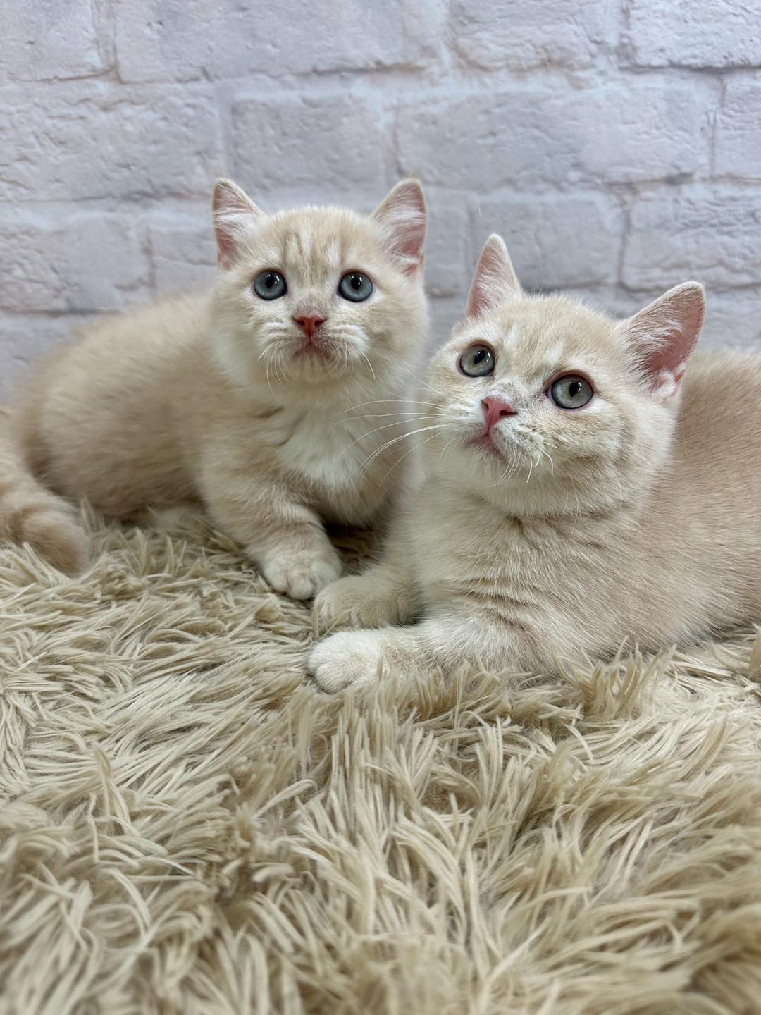 魔法森林／奶油色曼赤肯