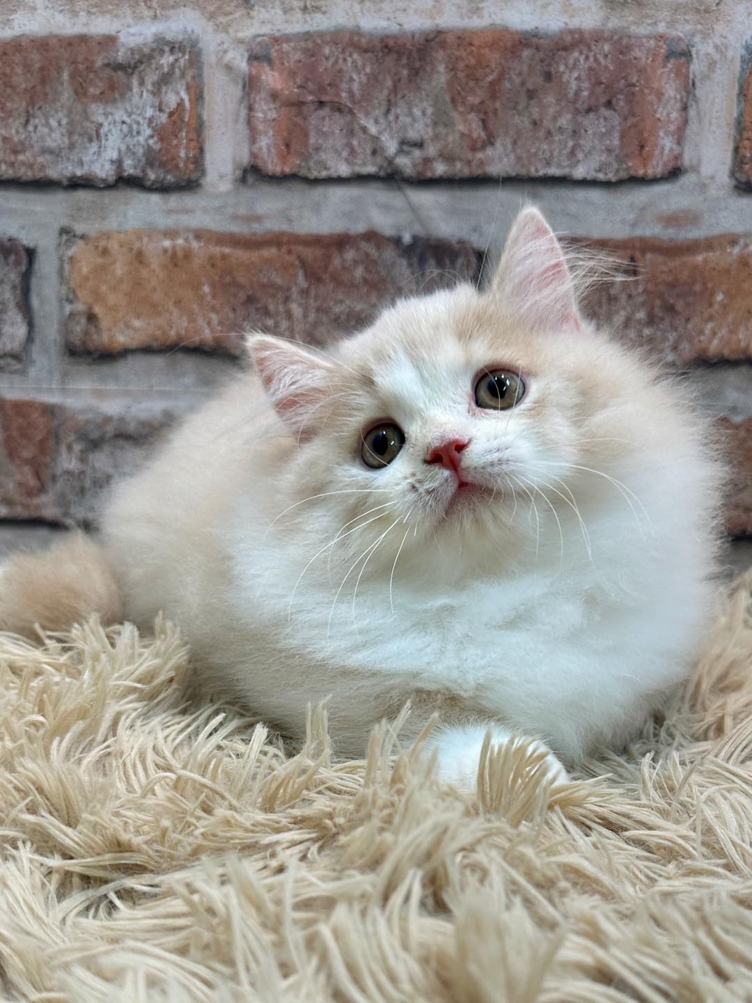 魔法森林／奶油白賓士小步舞曲