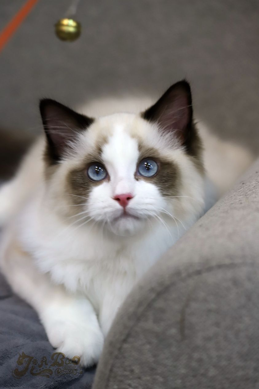 家寶寵物／海豹雙布偶貓