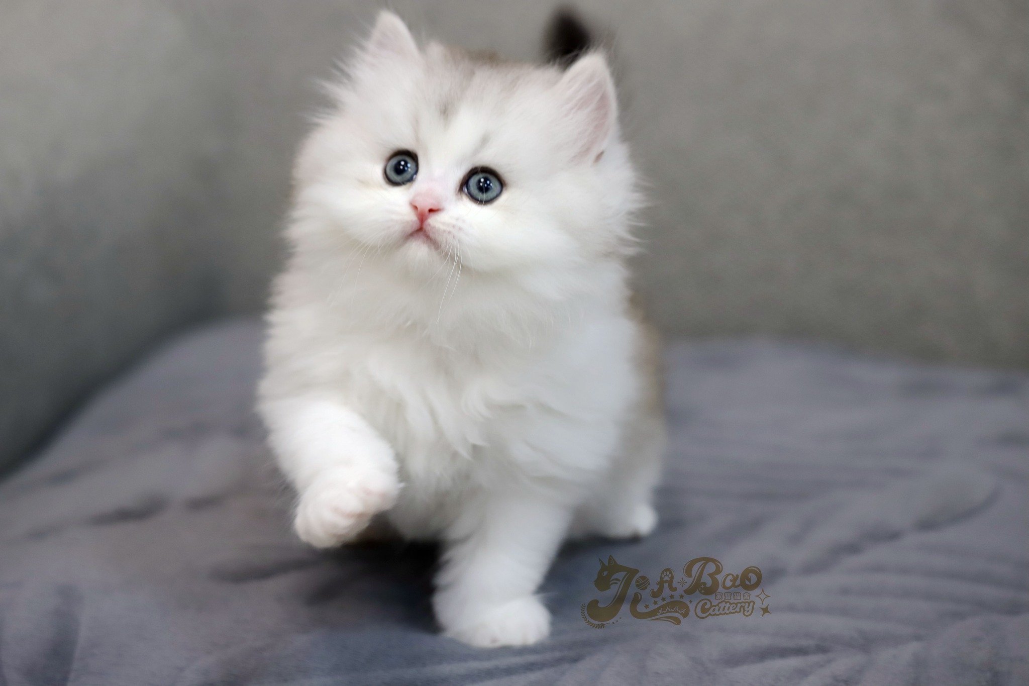 家寶寵物／銀漸層加白非標準小步舞曲