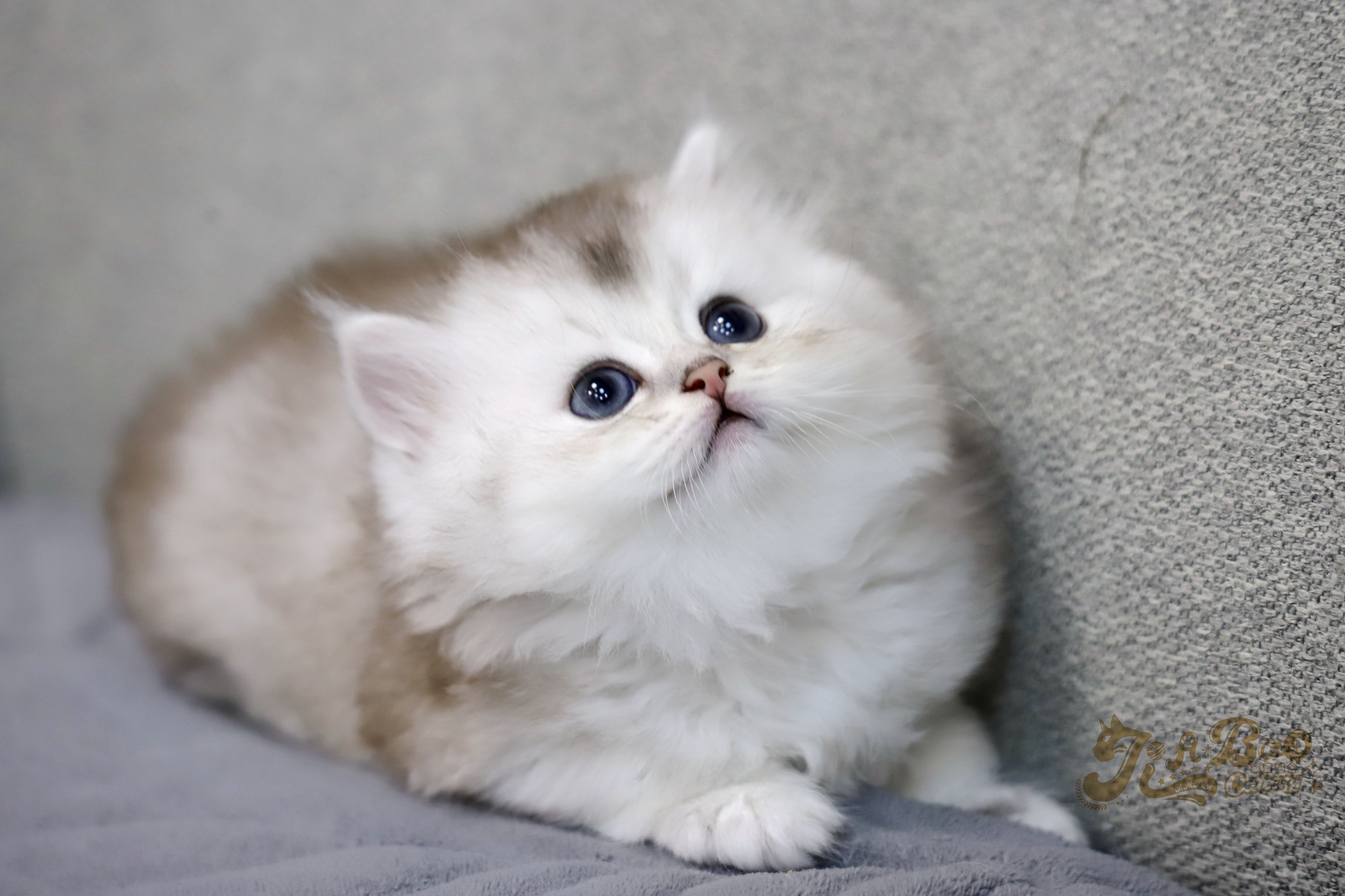 家寶寵物／銀漸層加白非標準小步舞曲