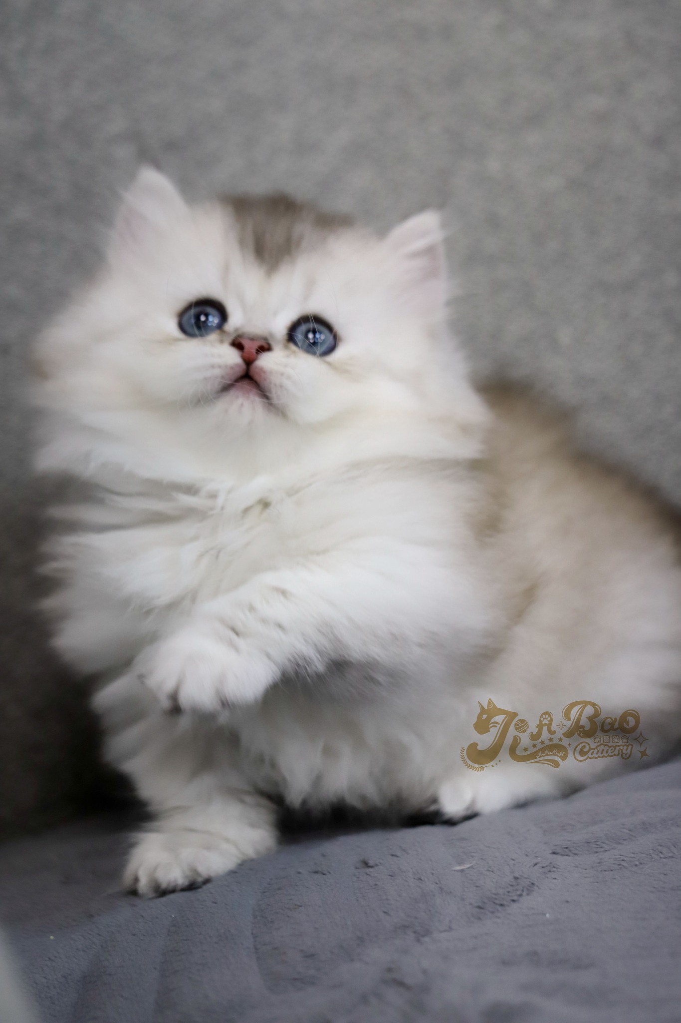 家寶寵物／銀漸層小步舞曲