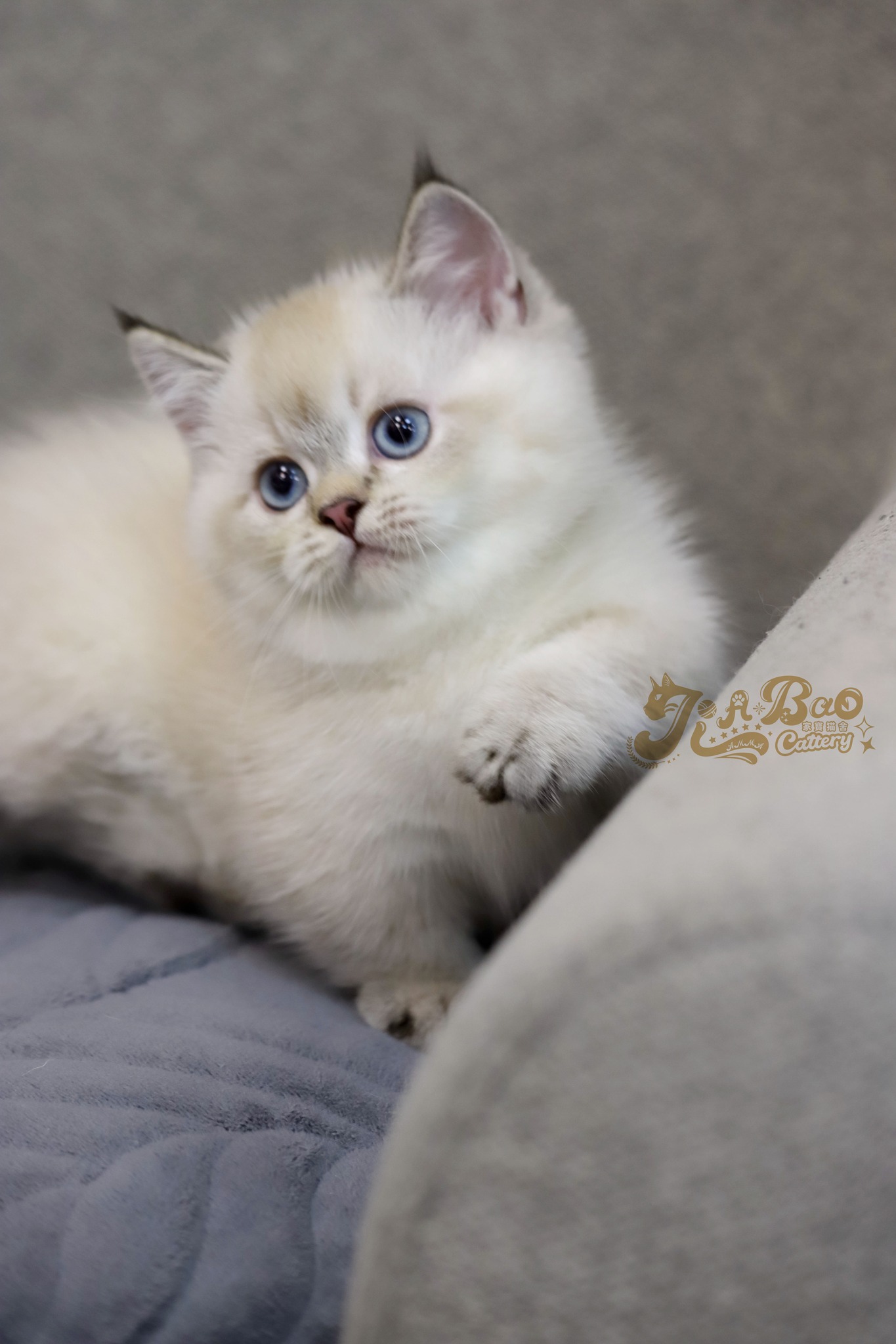 家寶寵物／山貓紋曼赤肯