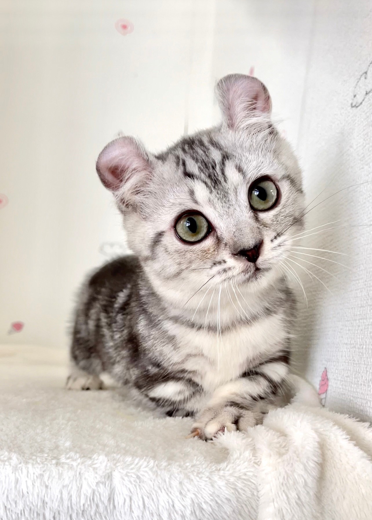 貓咪總動員館／銀白捲耳曼赤肯