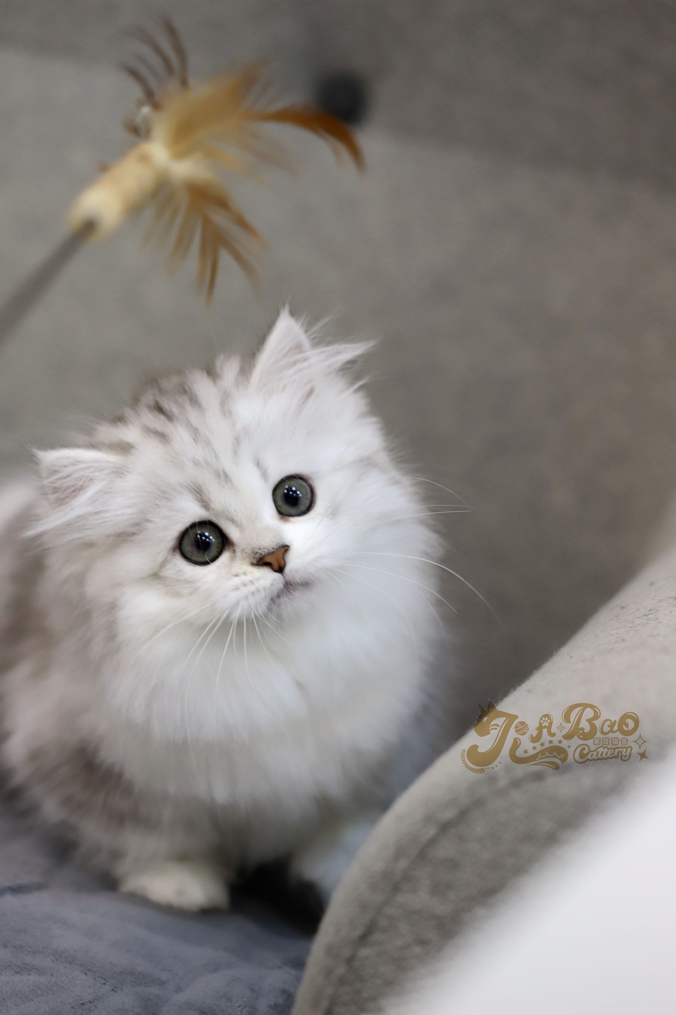 家寶寵物／銀虎斑賓士小步舞曲