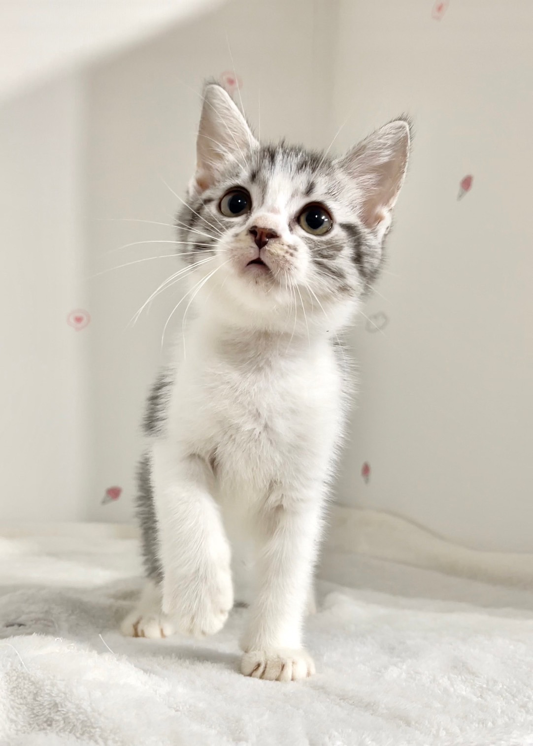 貓咪總動員館／加白美國短毛貓