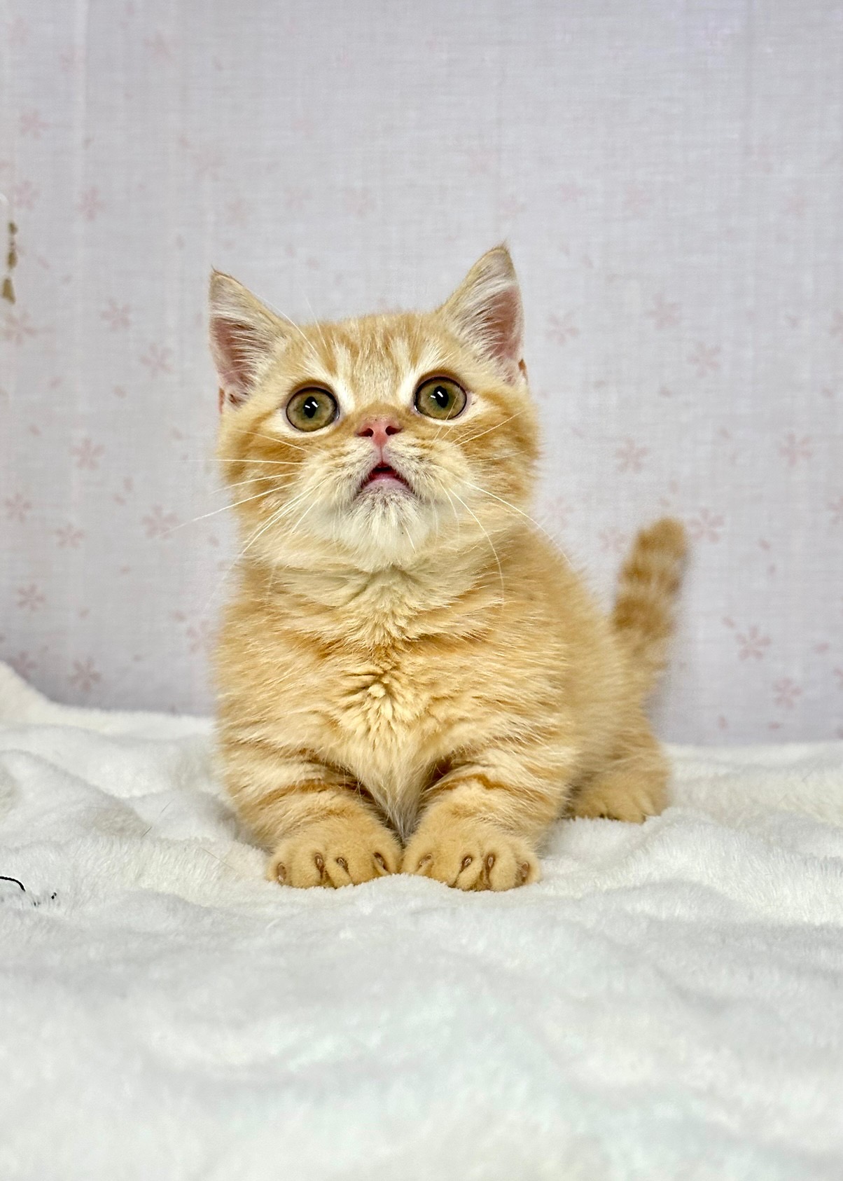 貓咪總動員館／橘紅色曼赤肯