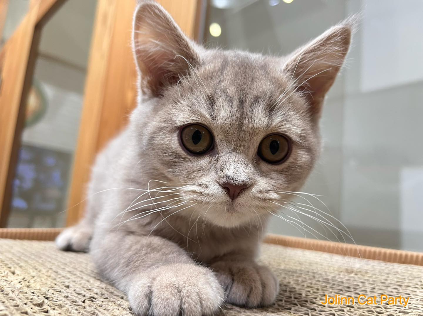 貓咪派對／紫丁香色英國短毛貓