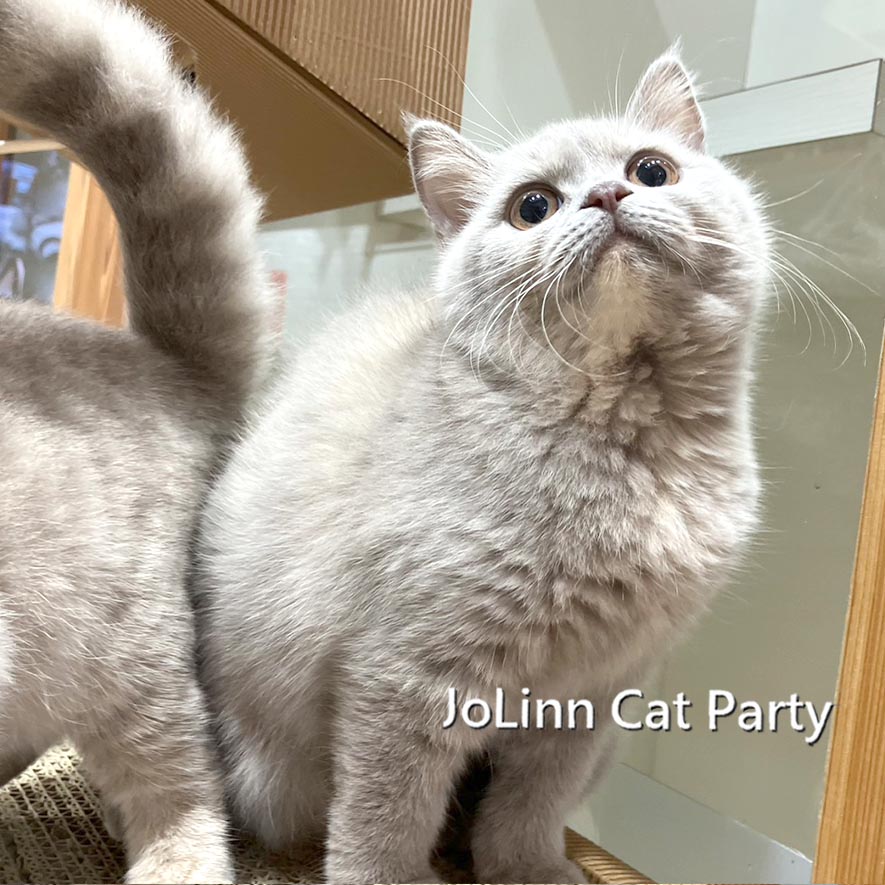 貓咪派對／紫丁香色英國短毛貓