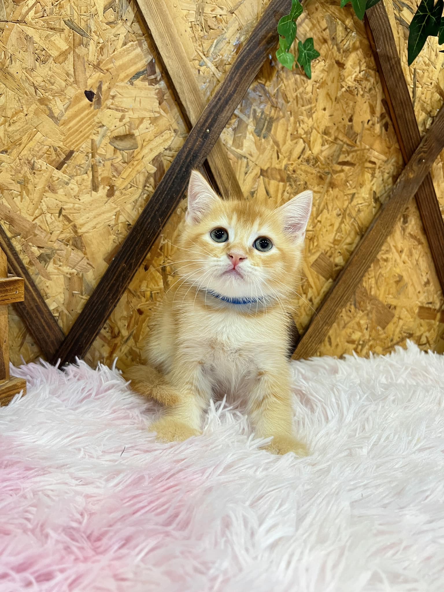 金瑟喵屋／紅金色英國短毛貓