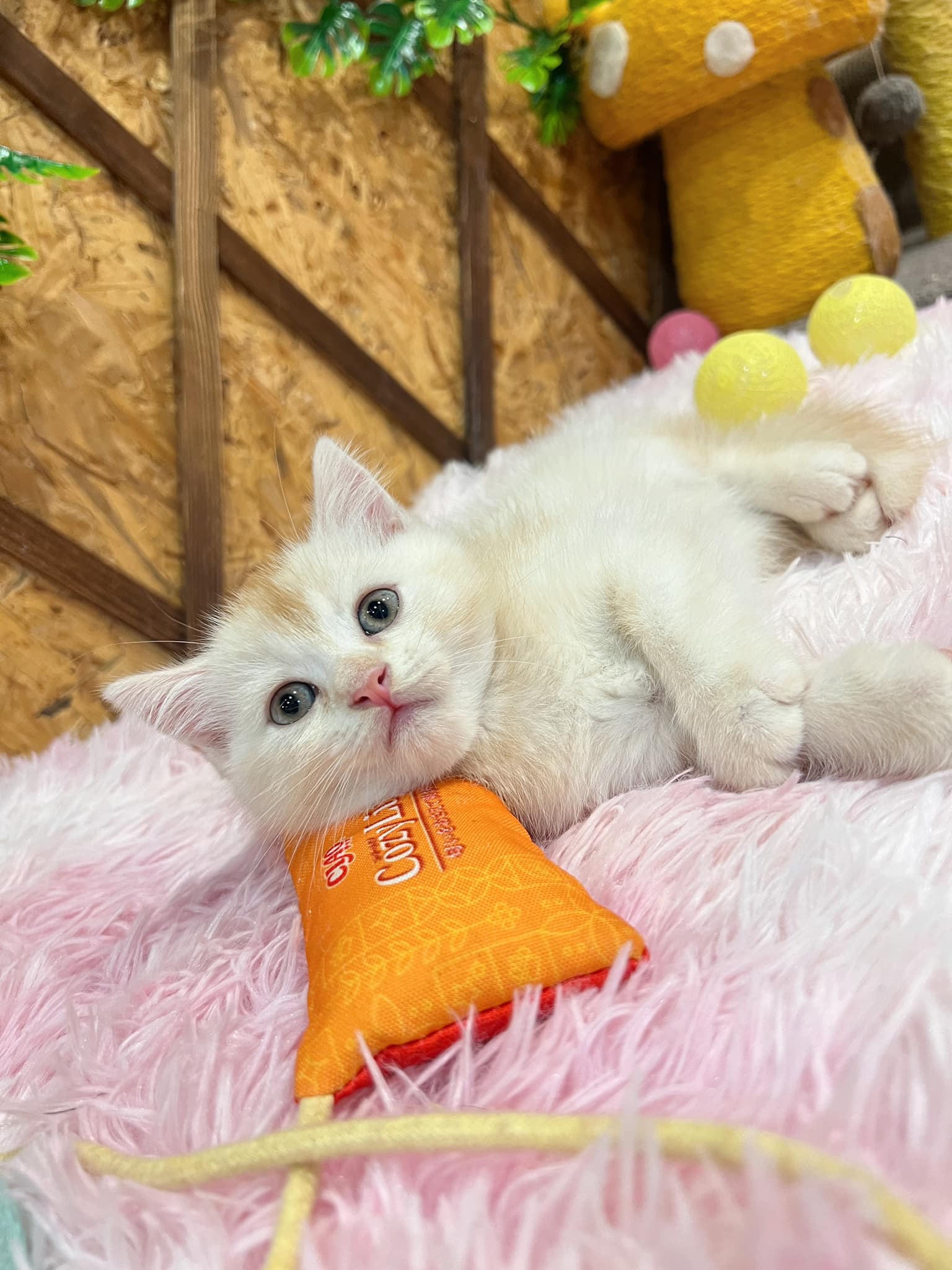 金瑟喵屋／奶油白色英國短毛貓