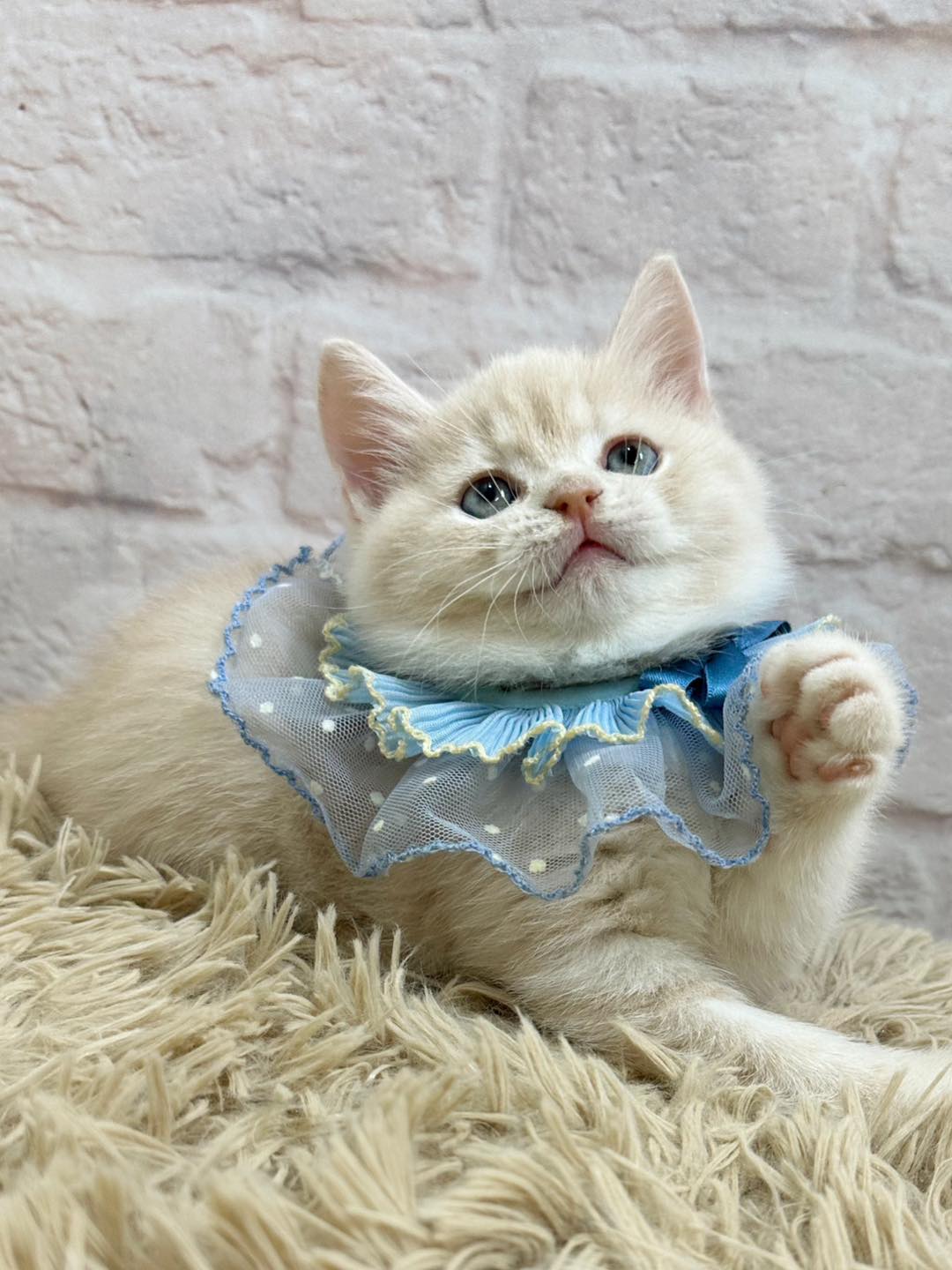 魔法森林／奶油色英國短毛貓