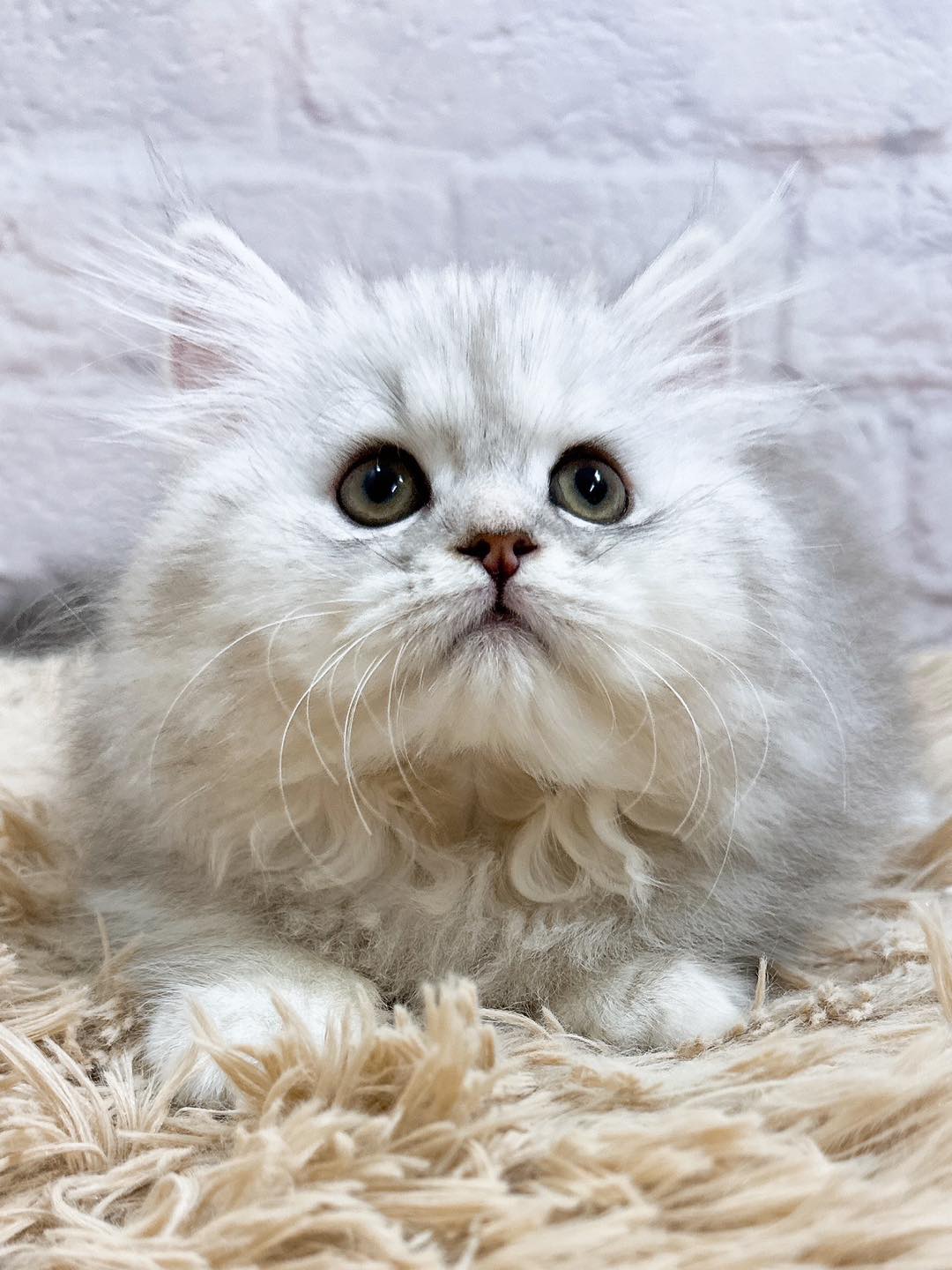 魔法森林／銀白漸層色小步舞曲