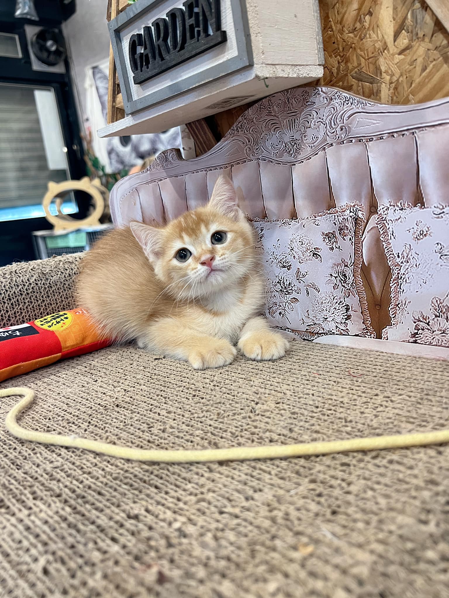 金瑟喵屋／紅金色英國短毛貓