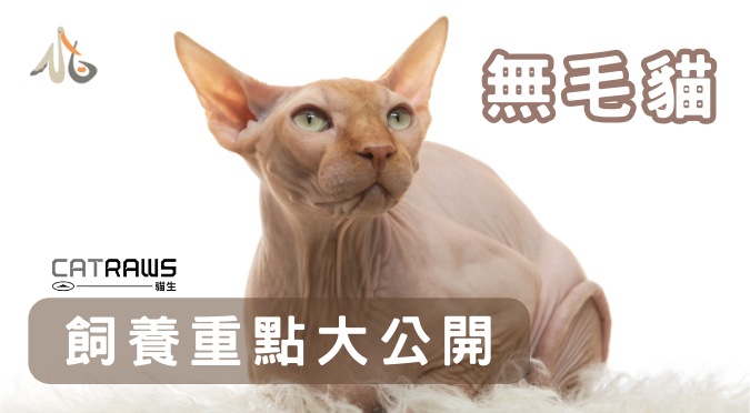 貓生CATRAWS／關於無毛貓