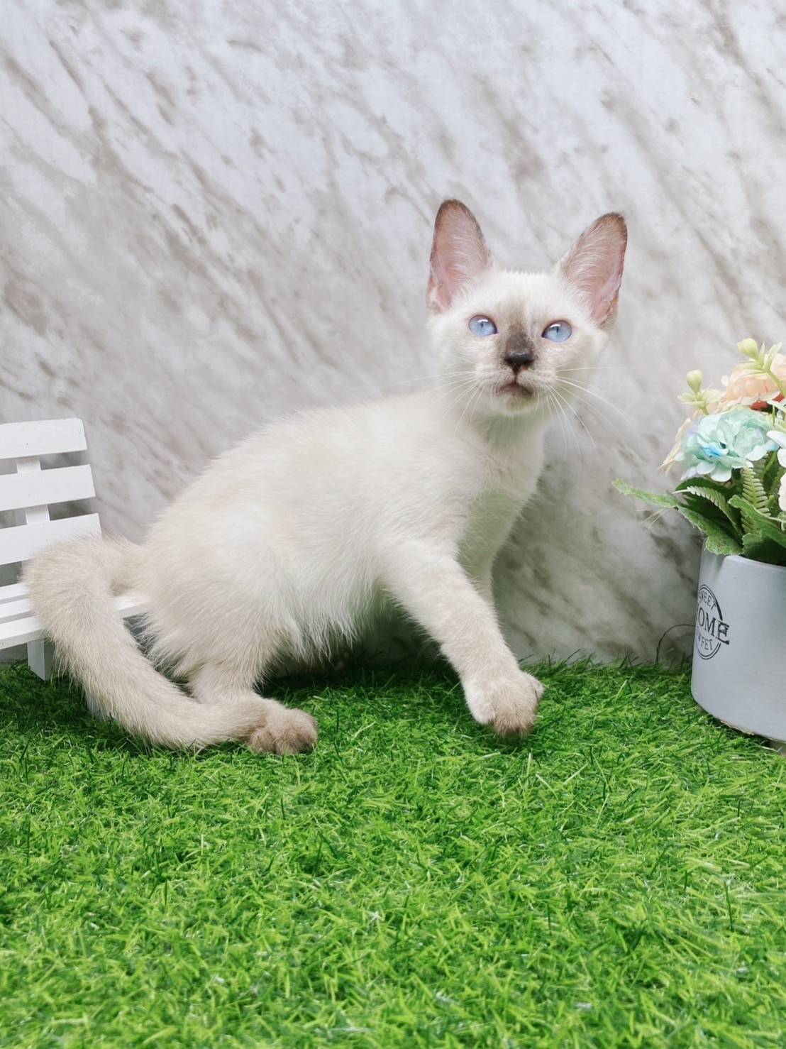 叮噹貓坊／暹羅貓