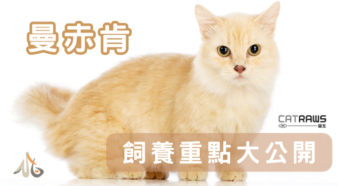 貓生CATRAWS／關於曼赤肯
