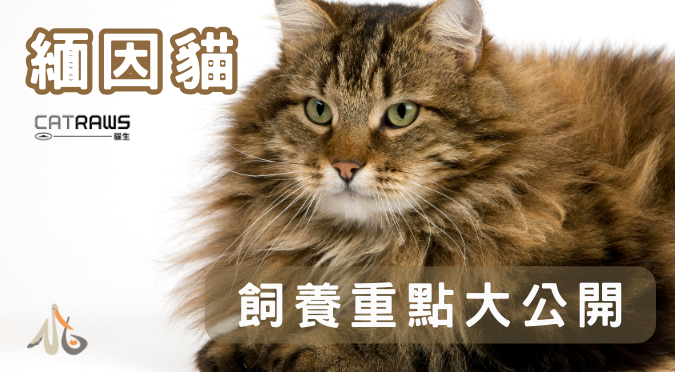 貓生CATRAWS／關於緬因貓