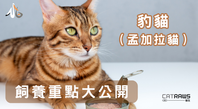 貓生CATRAWS／關於豹貓（孟加拉貓）