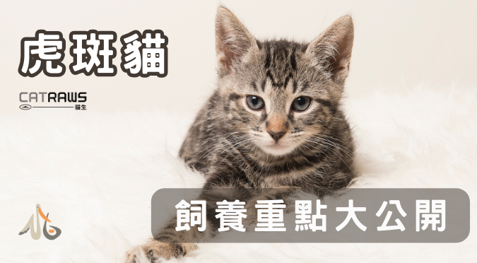 貓生CATRAWS／關於虎斑貓