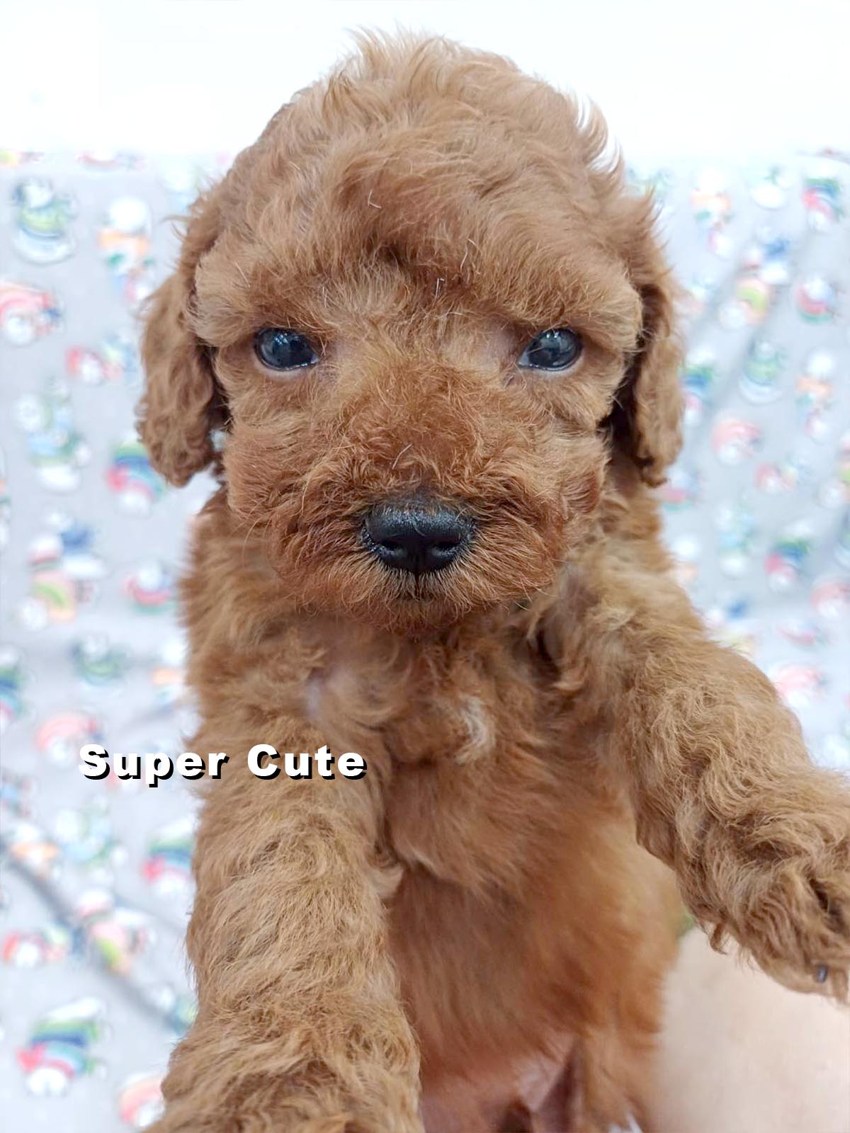 超可愛名犬社／貴賓