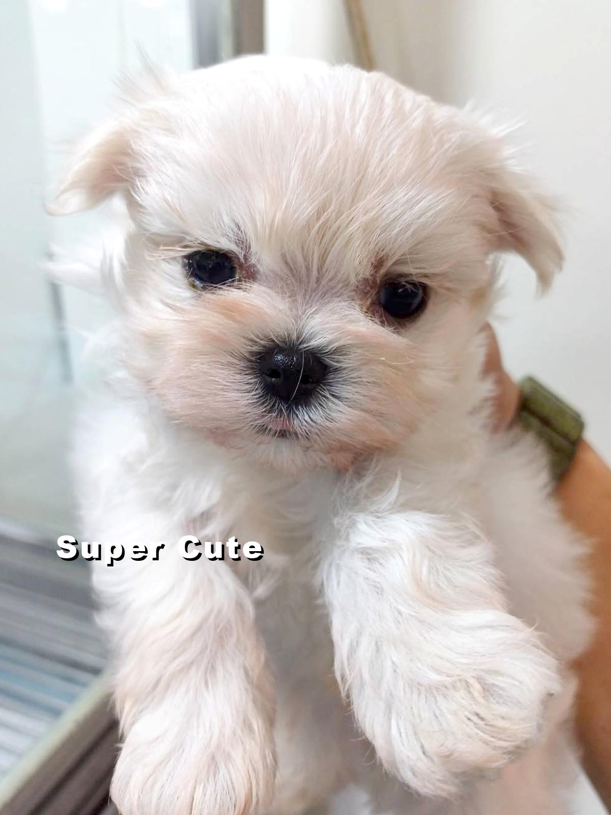 超可愛名犬社／馬爾濟斯