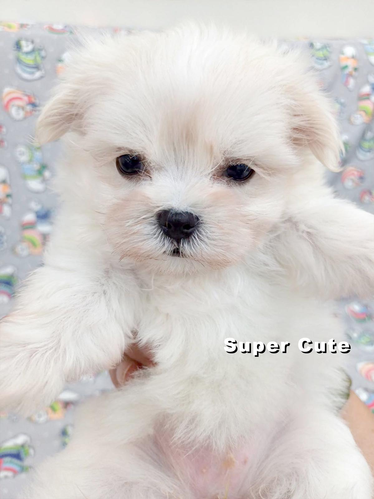 超可愛名犬社／馬爾濟斯